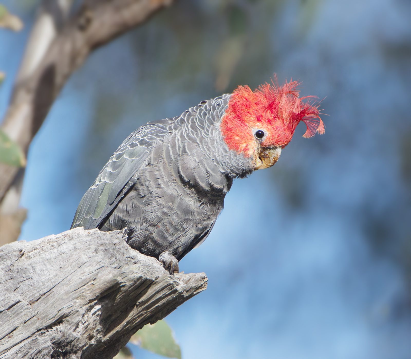 A male Gang-gang Cockatoo perched on a dead branch